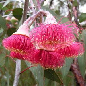 EUCALYPTUS SILVER PRINCESS