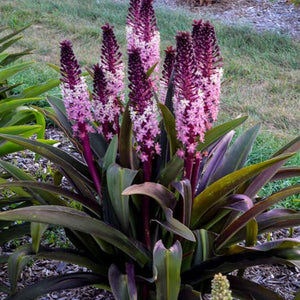 Purple and white flower spikes with green leaves in a garden setting