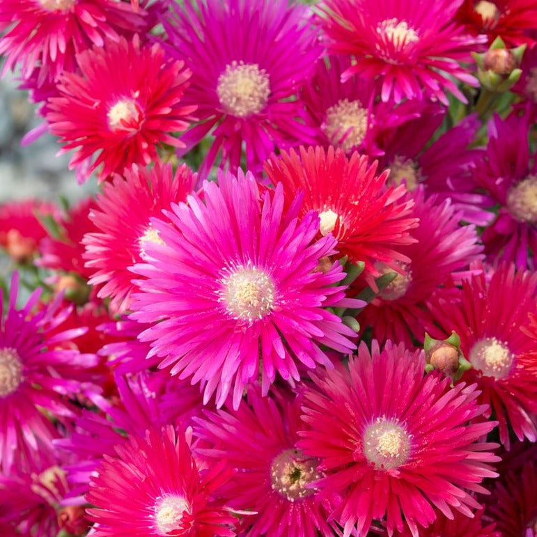 LAMPRANTHUS EXPLOSION SERIES