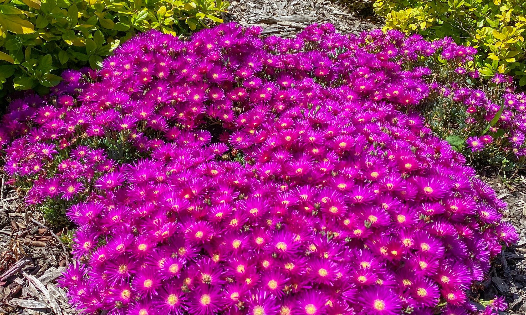 LAMPRANTHUS EXPLOSION SERIES