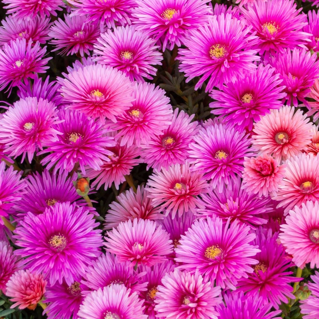 LAMPRANTHUS EXPLOSION SERIES