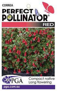 CORREA PERFECT POLLINATOR