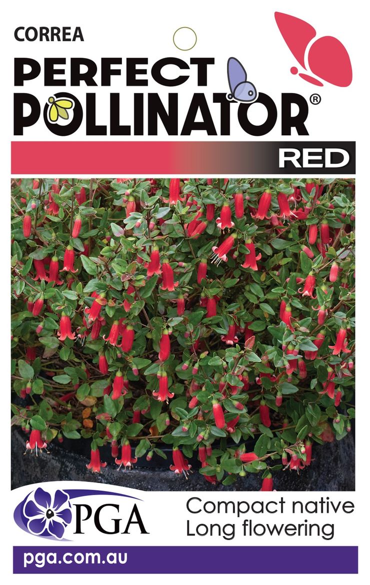 CORREA PERFECT POLLINATOR