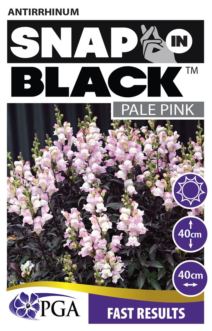 ANTIRRHINUM SNAP IN BLACK