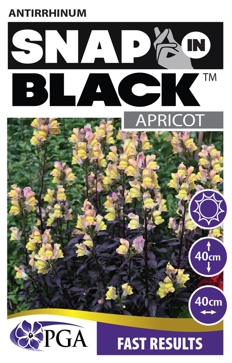 ANTIRRHINUM SNAP IN BLACK