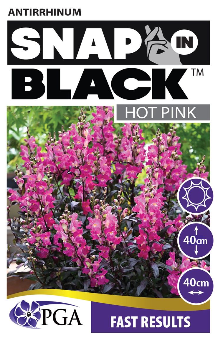 ANTIRRHINUM SNAP IN BLACK