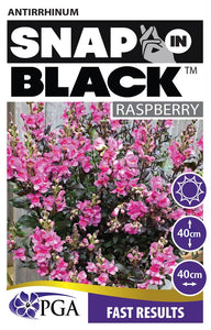 ANTIRRHINUM SNAP IN BLACK