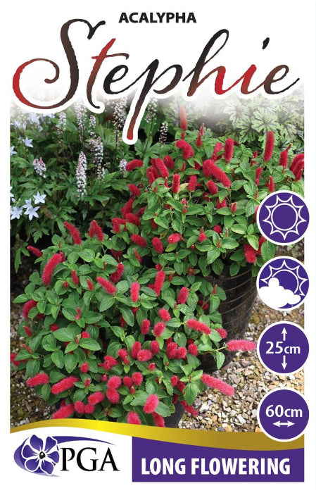 Acalypha 'Stephie' plant with red flowers and green leaves, labeled with PGA logo and product details.
