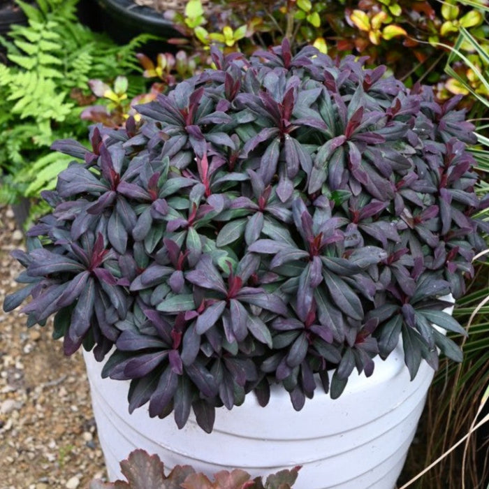 ruby glow in pot
