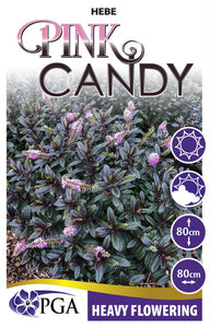 Hebe Pink Candy plant packaging with plant image, size indicators, and PGA logo.