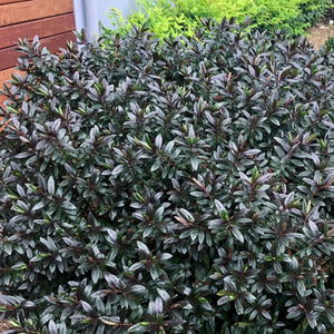 Green shrub with red stems in a garden setting