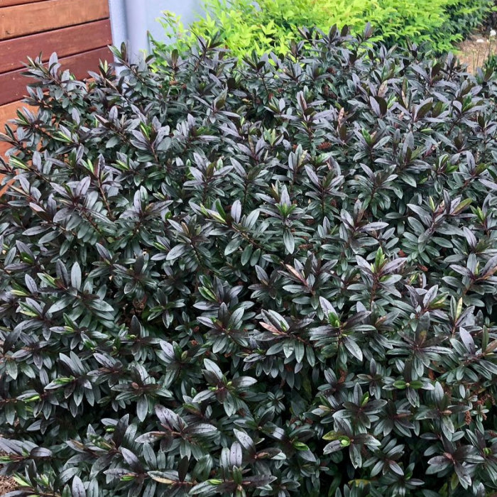 Green shrub with red stems in a garden setting