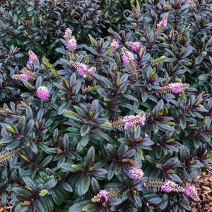 Shrub with purple flowers and green leaves on a forest floor