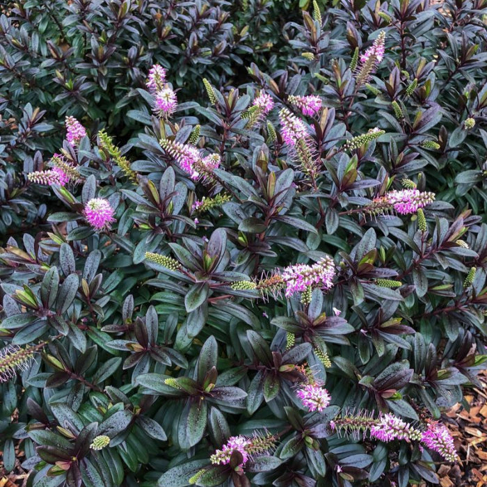 Shrub with purple flowers and green leaves on a forest floor