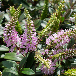 Close-up of pink flowers and green leaves in a garden setting