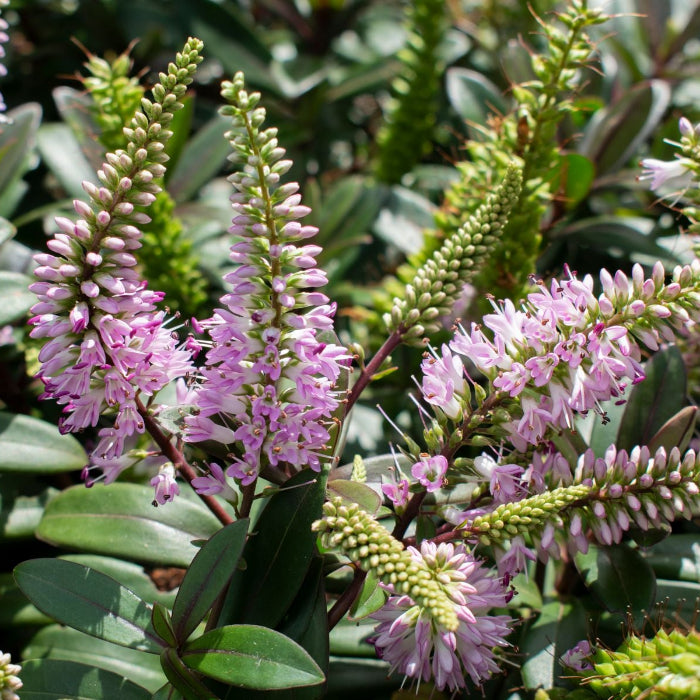 Close-up of pink flowers and green leaves in a garden setting