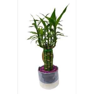 Potted bamboo plant with a decorative pot on a white background