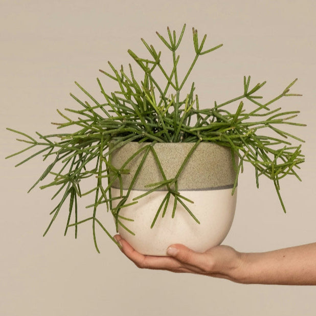 RHIPSALIS BASKET 13CM