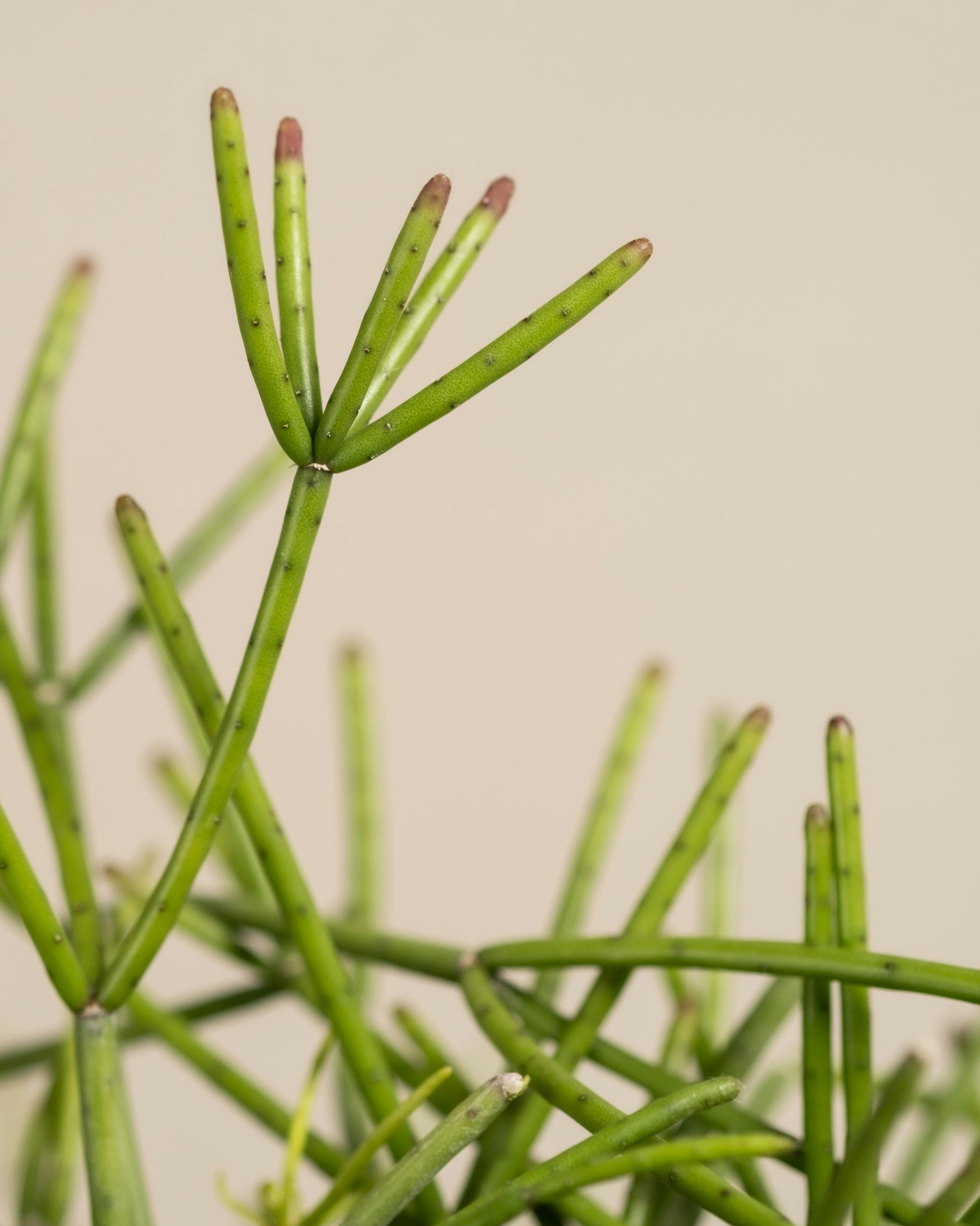 RHIPSALIS BASKET 13CM