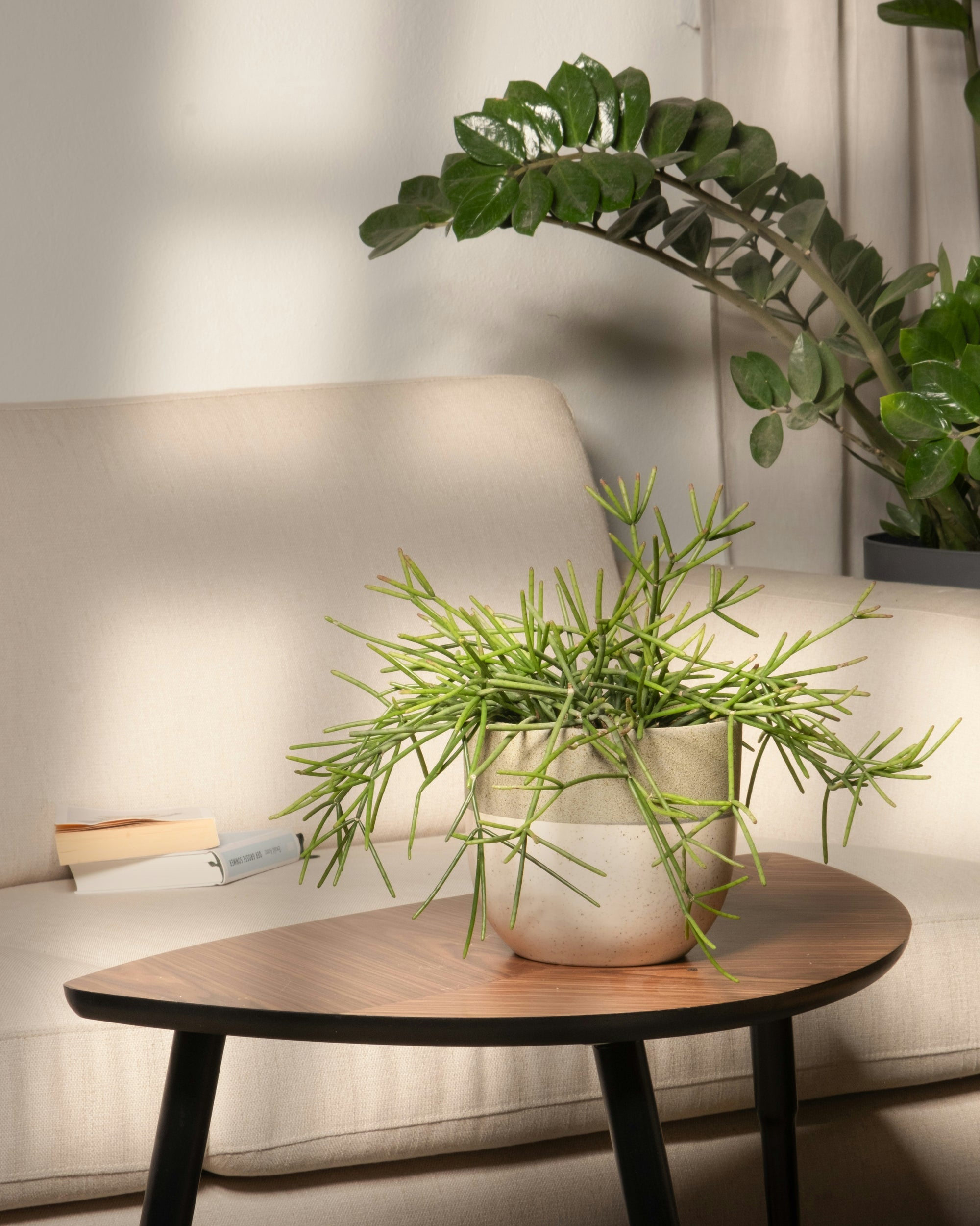 RHIPSALIS BASKET 13CM