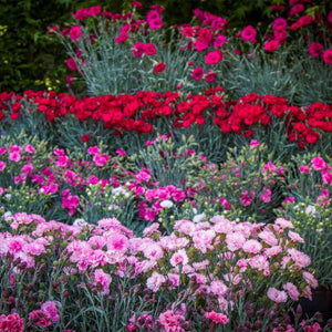 Colorful flower bed with pink, red, and white flowers in a garden setting.