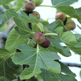 Figs on a tree branch with green leaves