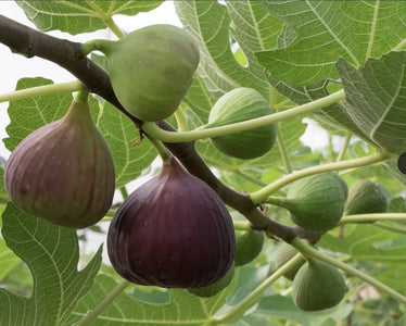 Figs on a tree branch with green leaves