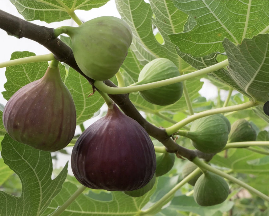 Figs on a tree branch with green leaves