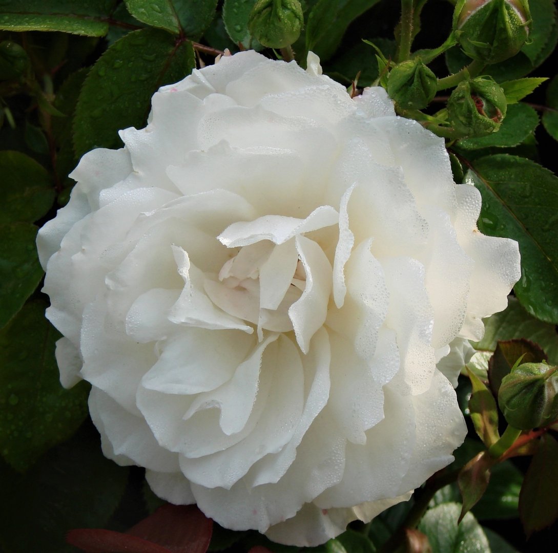 PRE ORDER - PRINCESS OF WALES - Bare Rooted
