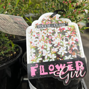 A potted flowering plant in a black nursery pot with a decorative hanging tag that reads 'TOUCH OF CLASS' and 'FLOWER Girl.' The tag shows a floral print of white blossoms with pink and green accents.