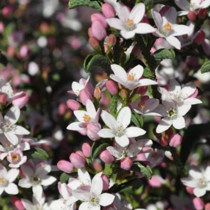 Close-up of a flowering shrub with clusters of small white blossoms, pink buds, and green leaves.