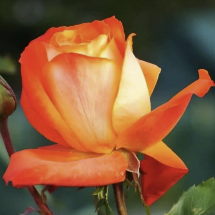 Close-up of an orange rose with a blurred background