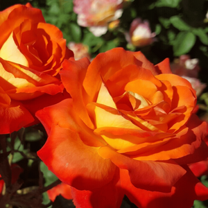 Close-up of vibrant orange roses with a blurred garden background