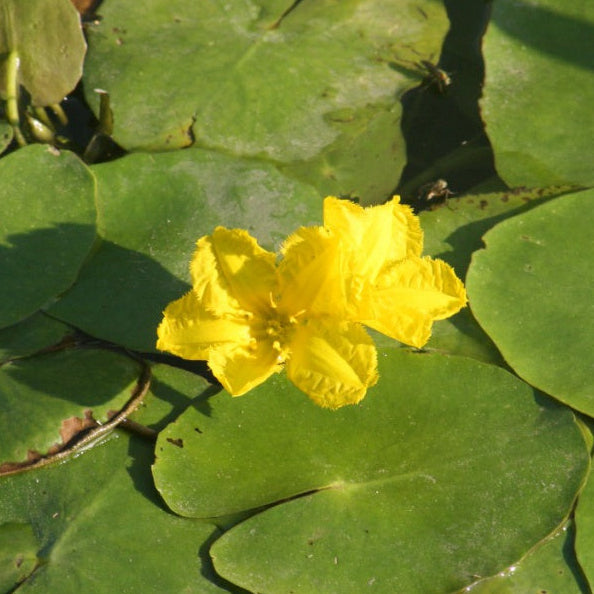 Yellow flower surrounded by green lily pads