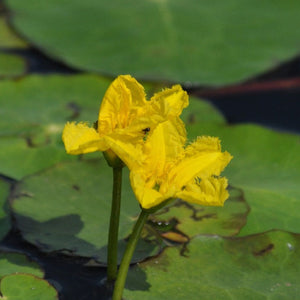 Yellow water lily flower among green leaves on water