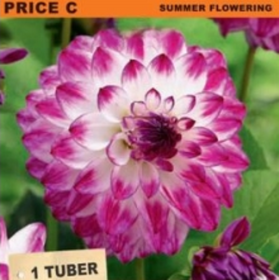 Seed packet for Dahlia Decorative Gambier Jane summer flowering tubers, featuring a large pink and white dahlia flower on a green leafy background with product text and a small logo at the bottom.