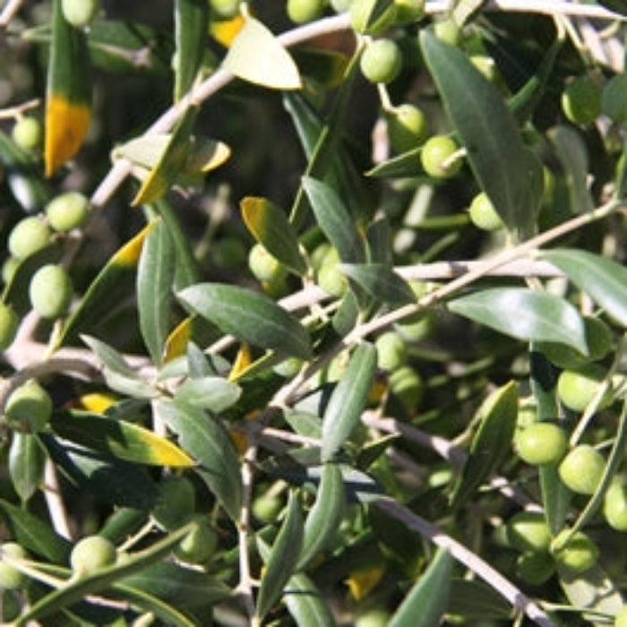 garden harvest olive tree