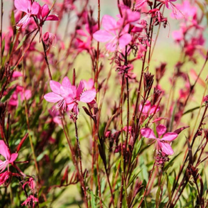 Pink wildflowers with slender stems and delicate petals in a soft-focus natural setting.