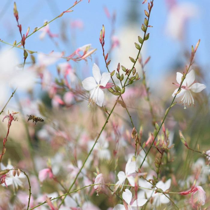 White and pink flowers on thin stems with a small bee in flight against a soft blue sky background.