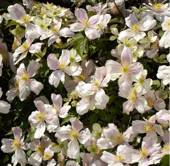 Close-up of white flowers with green leaves