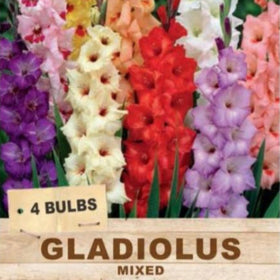 mixed gladiolus