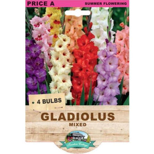 GLADIOLI BULB MIXED PACK OF 4