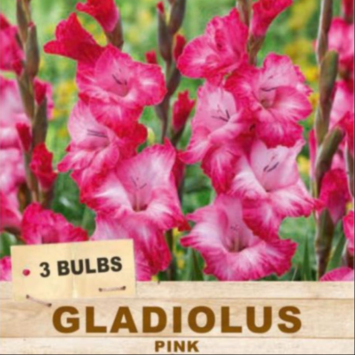 Packaging of pink gladiolus bulbs with a brand logo on a white background