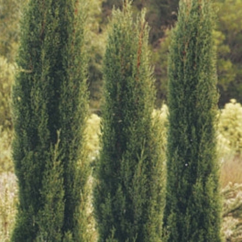 Tall green trees in a natural setting with blurred background