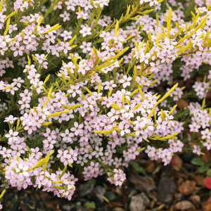 GOLDEN DIOSMA