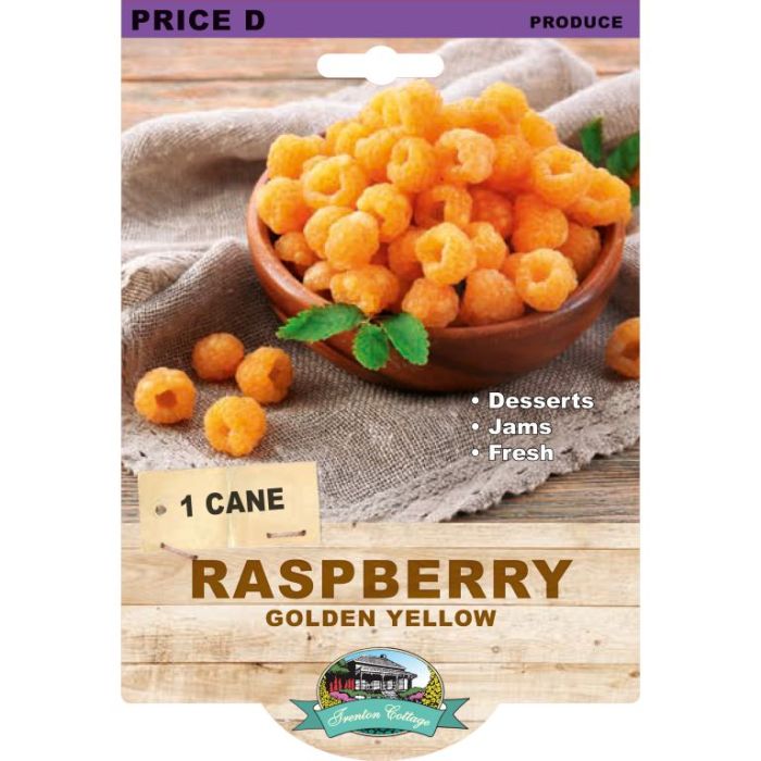 RASPBERRY GOLDEN YELLOW 1PK