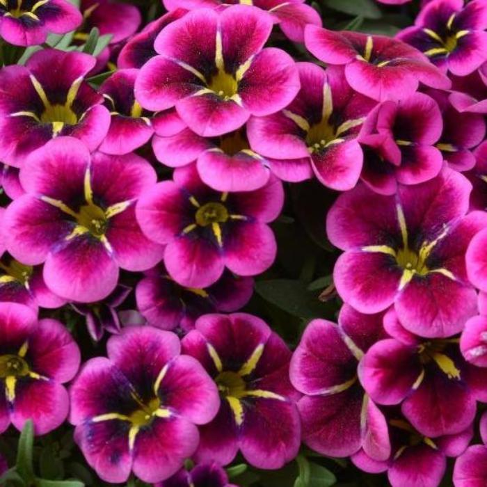 CALIBRACHOA GOODNIGHT KISS