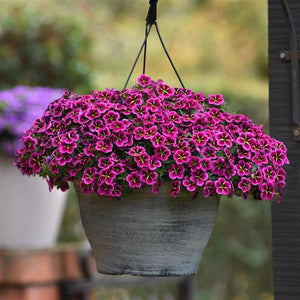 CALIBRACHOA GOODNIGHT KISS