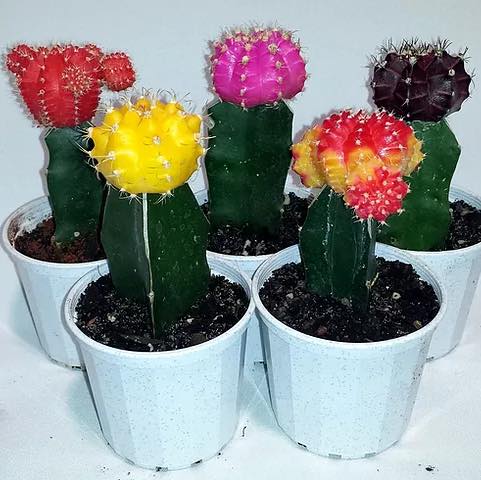 CACTUS GRAFTED 7CM