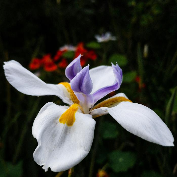 DIETES GRANDIFLORA